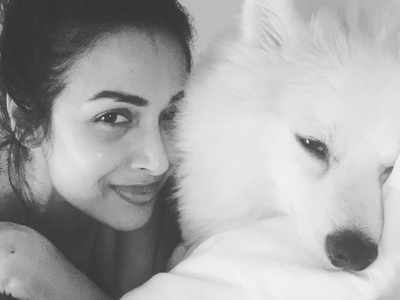 Malaika Arora shares a paw-dorable picture with her furry friend amid self-quarantine