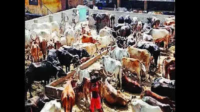 Centre urged to close illegal meat markets