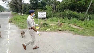 COVID-19: Cops in Ropar come forward to feed hungry Monkeys during lockdown