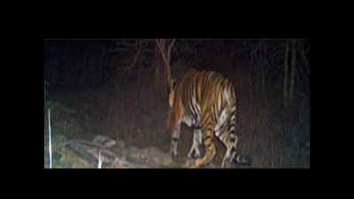 Bihar: Big cat debuts at Kaimur sanctuary