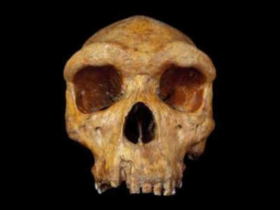 Landmark skull fossil provides surprising human evolution clues
