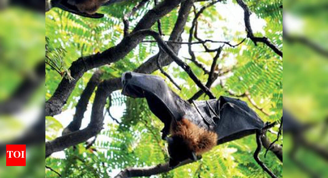 Expert from plays down fears over bat colonies in Hyderabad, says they are not a threat to