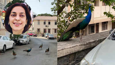 Coronavirus lockdown: Juhi Chawla shares beautiful pictures of peacocks on the streets of Mumbai