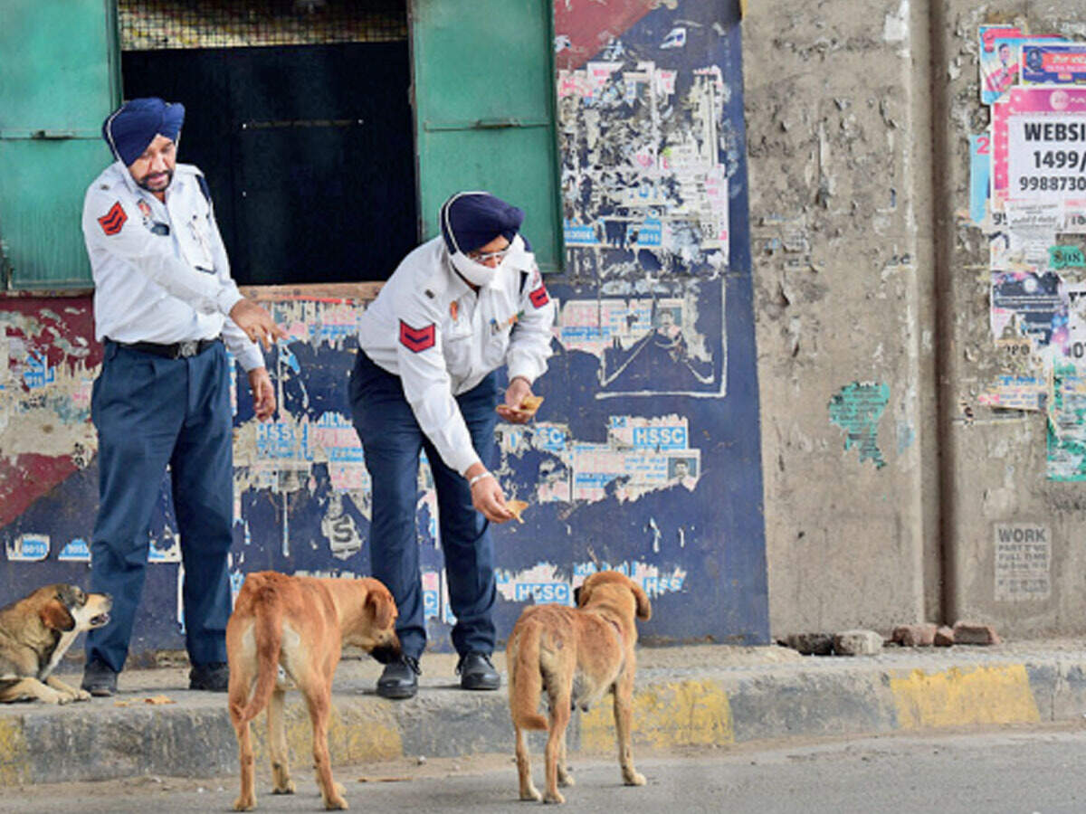 Tricity Ensures Stray Animals Do Not Stay Hungry Chandigarh News Times Of India