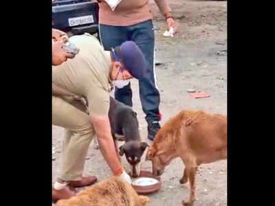 Chandigarh: Despite flak, animal lovers continue feeding 'woof' friends |  Chandigarh News - Times of India