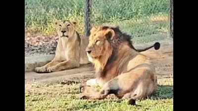 Hit by lockdown, food supply to Etawah lions restored