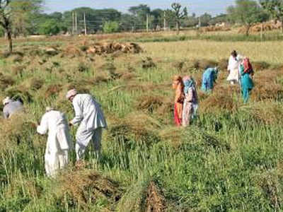 Labour shortage to hit Haryana farmers in mandis, not fields ...