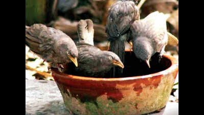 Role reversal: With humans caged in, birds fill the silence as sightings go up