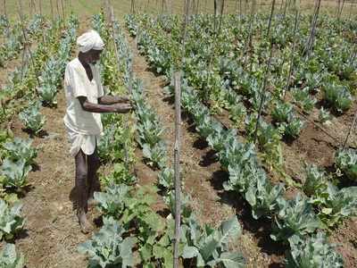 Web platform to help farmers with virtual market, maintains supply chain