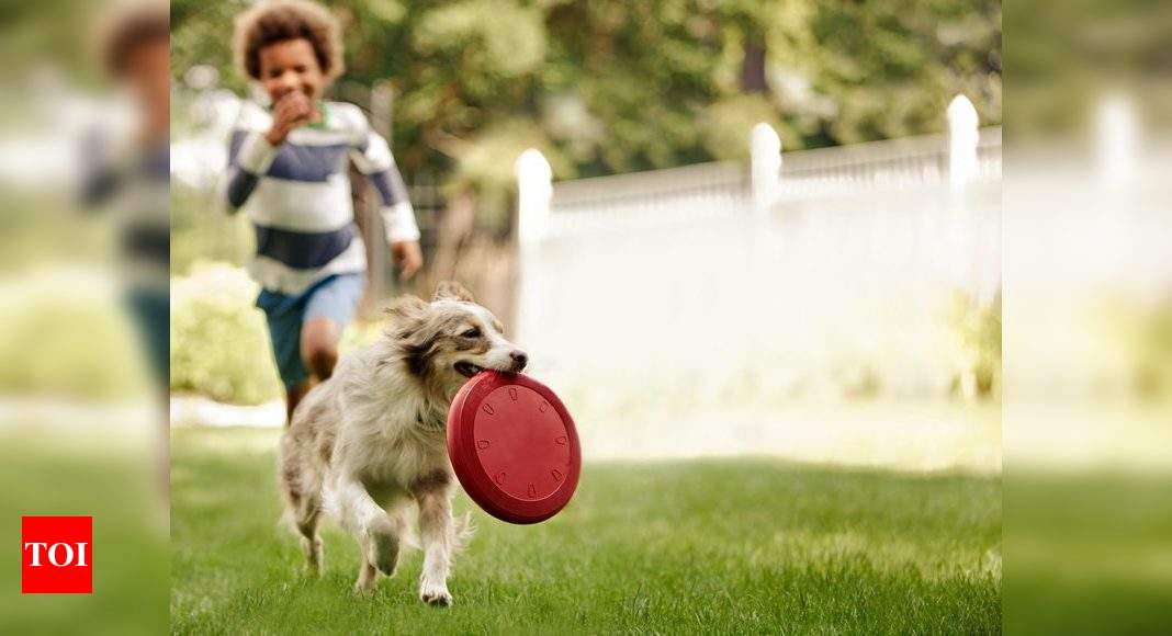 Ways To Keep Your Dog Active At Home During The Lockdown