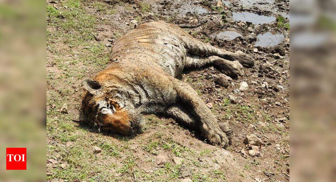 Ailing tiger dies during treatment in MP Pench | Nagpur News - Times of ...