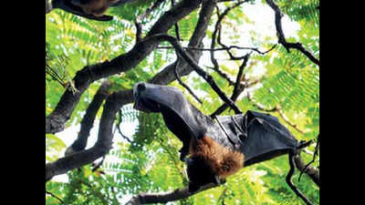 Covid-19 fear may affect bat population in Hyderabad, say biologists