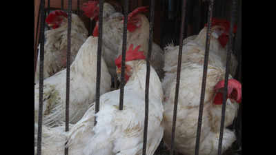 Hyderabad: Chicken lovers flock meat stores