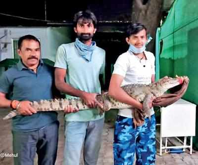 Five-foot crocodile rescued in Vadodara | Vadodara News - Times of India