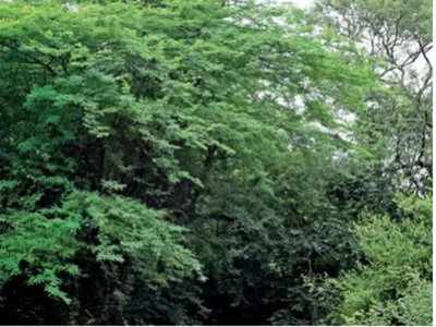 Tropical forests increasingly impacted by infra development in India: Research study