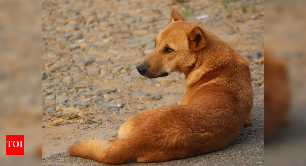 Tamil Nadu His heart beats for starving stray dogs Coimbatore News