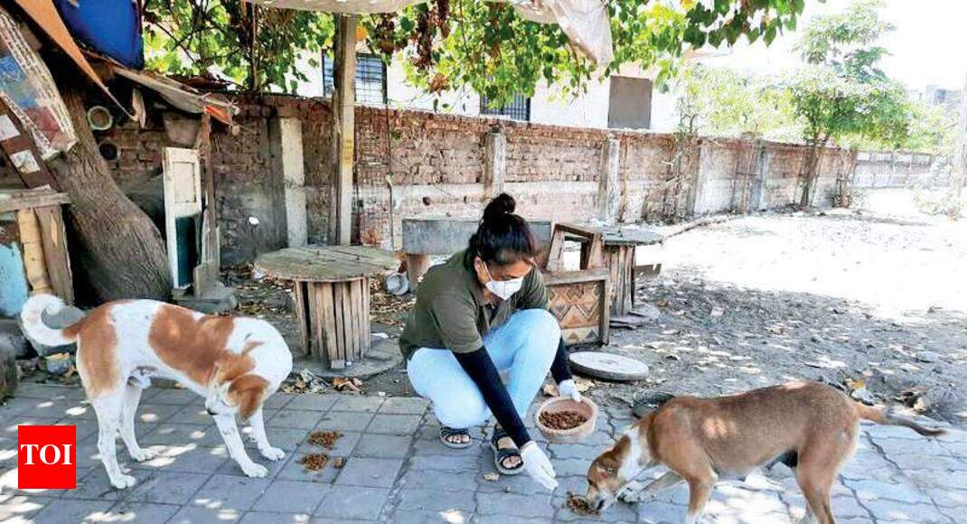 NGOs feed stray dogs and birds dying of starvation in city | Surat News - Times of India NGOs feed stray dogs and birds dying of starvation in city | Surat News - Times of India