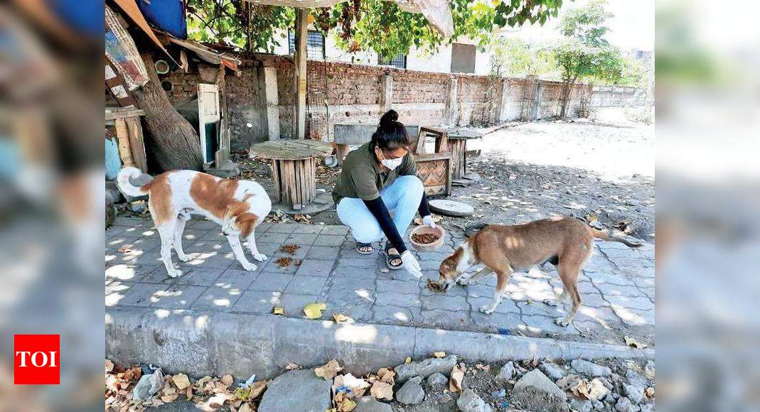 NGOs feed stray dogs and birds dying of starvation in city | Surat News -  Times of India