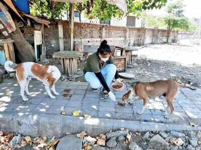 NGOs feed stray dogs and birds dying of starvation in city | Surat News - Times of India NGOs feed stray dogs and birds dying of starvation in city | Surat News - Times of India