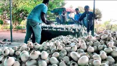 Onion shortage likely as lockdown affects harvesting