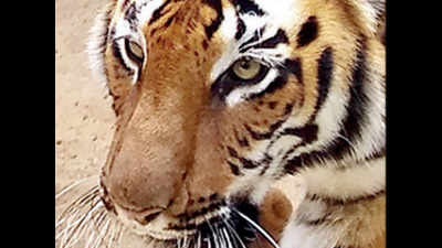 Coronavirus alert for tigers comes two days after mystery death in Pench Tiger Reserve