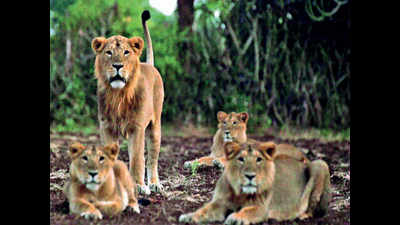 Gujarat: Lions monitored by forest department