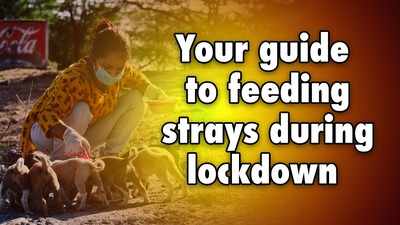 Your guide to feeding strays during lockdown