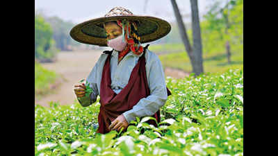 'Assam, West Bengal tea gardens staring at 22% revenue loss'