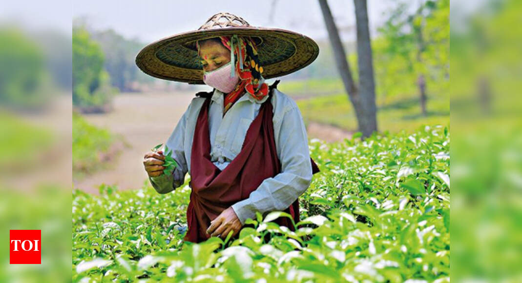 'Assam, West Bengal tea gardens staring at 22 revenue loss' Guwahati