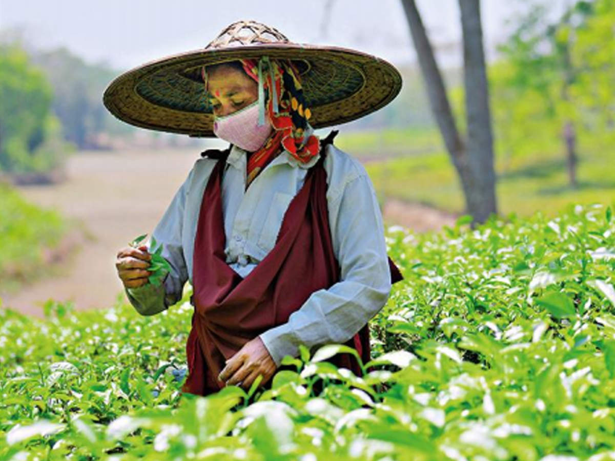 Assam West Bengal Tea Gardens Staring At 22 Revenue Loss Guwahati News Times Of India