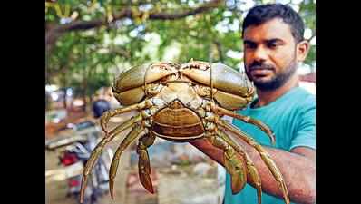 Nothing beats a feed of mud crabs while your fishing. - Noosa