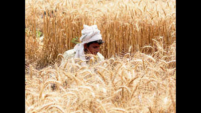Panchkula farmers allowed to visit fields for harvesting
