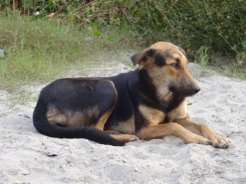 8 amazing Indian dog breeds that everyone should know | The Times of India 8 amazing Indian dog breeds that everyone should know | The Times of India