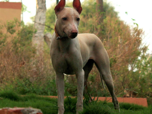 8 Amazing Indian Dog Breeds That Everyone Should Know The Times Of India