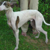 rampur greyhound
