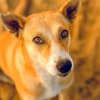 dog story in tamil
