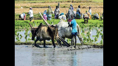 Poor procurement spells trouble for farmers in Tamil Nadu