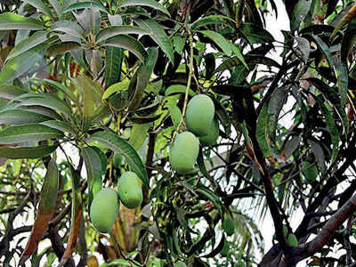 Tamil Nadu: Mango farmers in a pickle as fruits start to rot | Salem ...