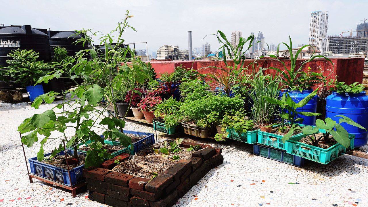 Bloom amid Covid gloom: Home gardening fills up lockdown days : The Tribune  India