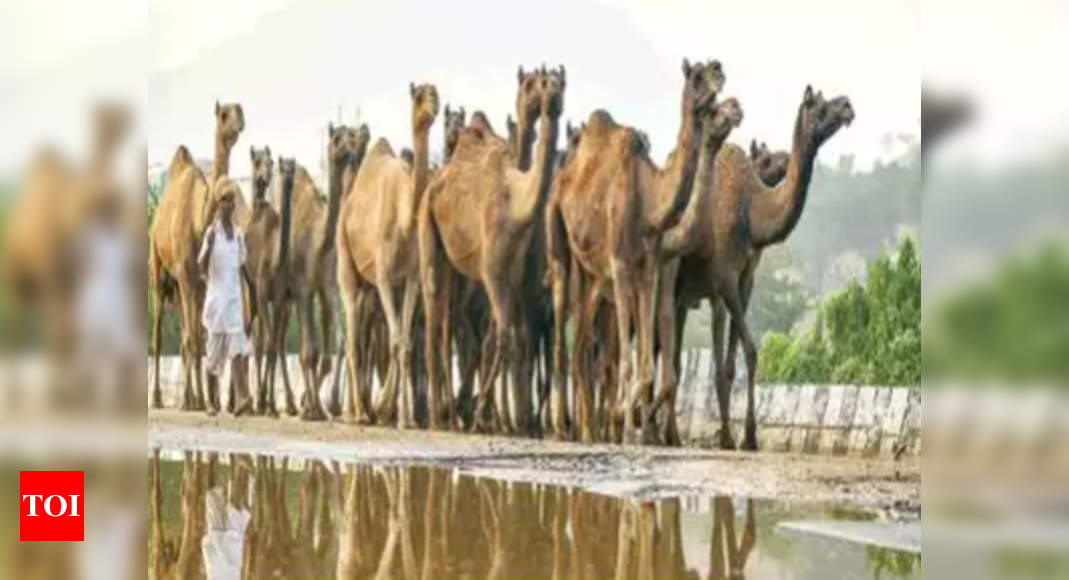 A special trip to get camel milk for autistic child | India News