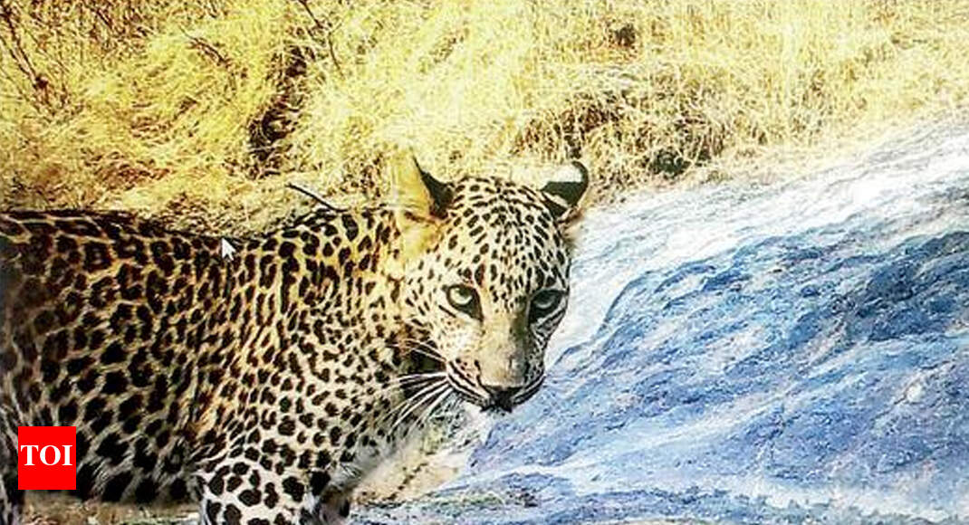 Silence draws out birds & wild animals in Pune rural areas | Pune News - Times of India Silence draws out birds & wild animals in Pune rural areas | Pune News - Times of India