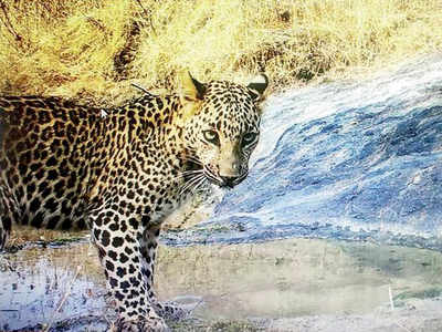 Silence draws out birds & wild animals in Pune rural areas | Pune News -  Times of India