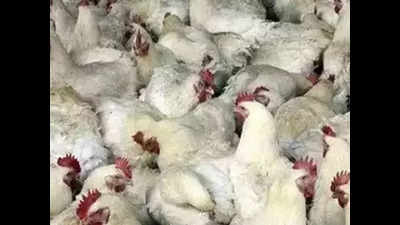 Bird flu under control in Bihar, says minister