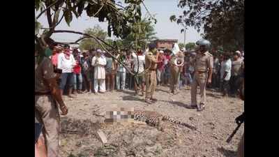 Villagers brutally kill leopard in UP's Ghazipur district