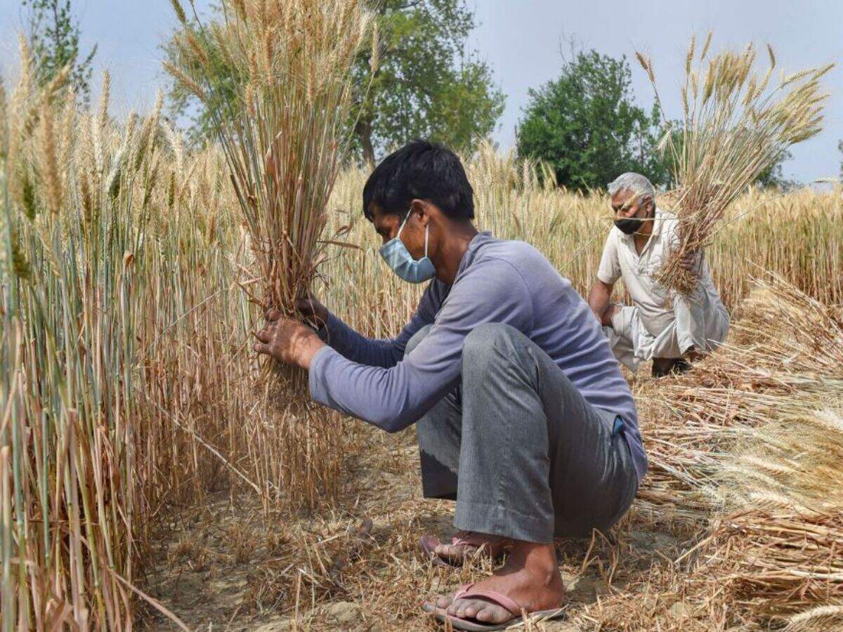 Farmers stare at bitter Baiskahi as Covid-19 hits in peak season | India News - Times of India