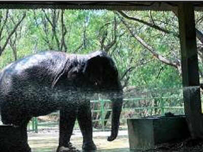 Pune: Katraj zoo initiates steps to avoid spread of coronavirus to wildlife | Pune News - Times of India Pune: Katraj zoo initiates steps to avoid spread of coronavirus to wildlife | Pune News - Times of India