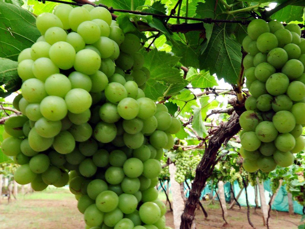 With grapes yet to be harvested, farmers could transform ripe ...