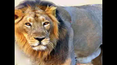 Gujarat: Chotila lions reach Gir sanctuary, fight for territory feared