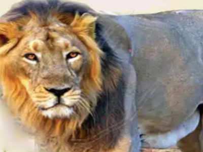 Eight lions captured near Gujarat's Jetpur