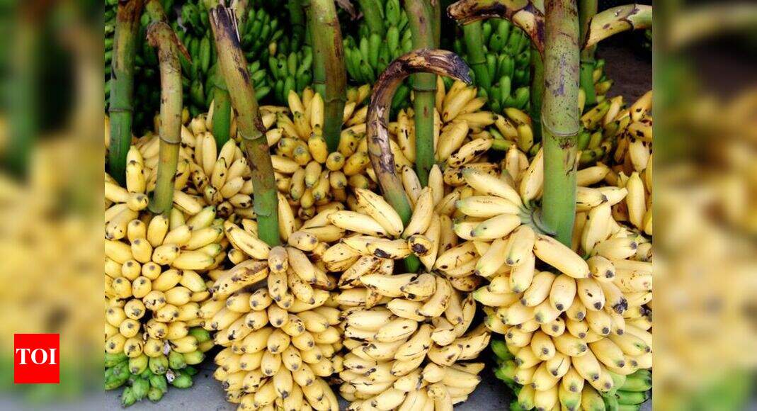 Jalgaon banana farmers face unprecedented financial crisis Nashik